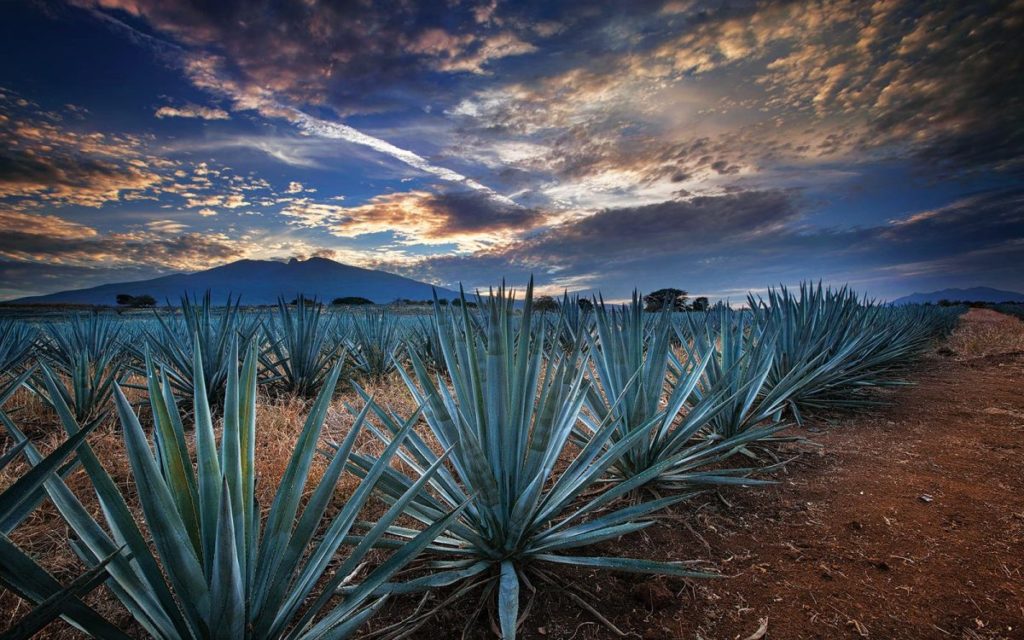 Agave landscape near Tequila